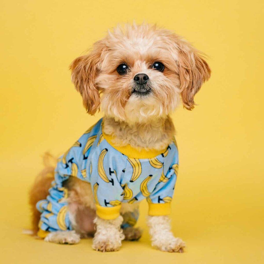 animals and pets