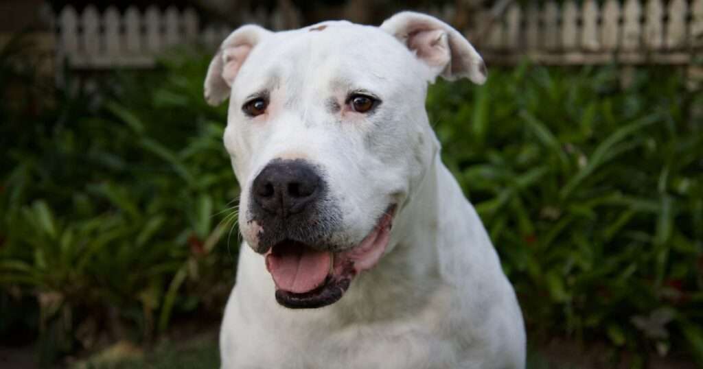 bull arab dog