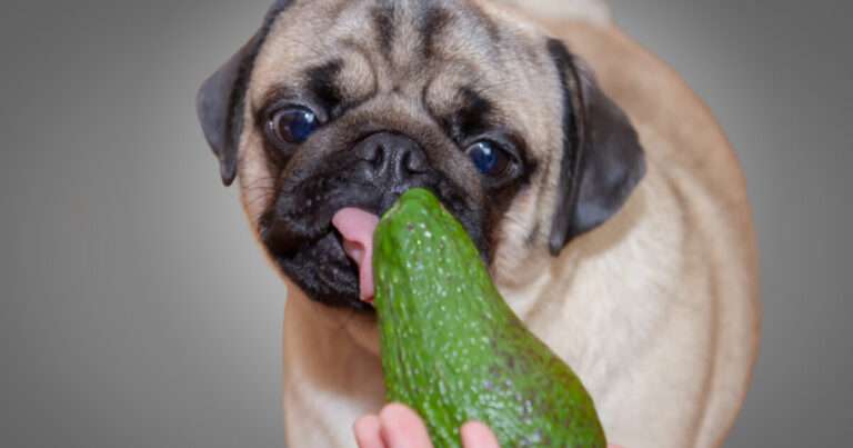 Can dogs eat Avocado