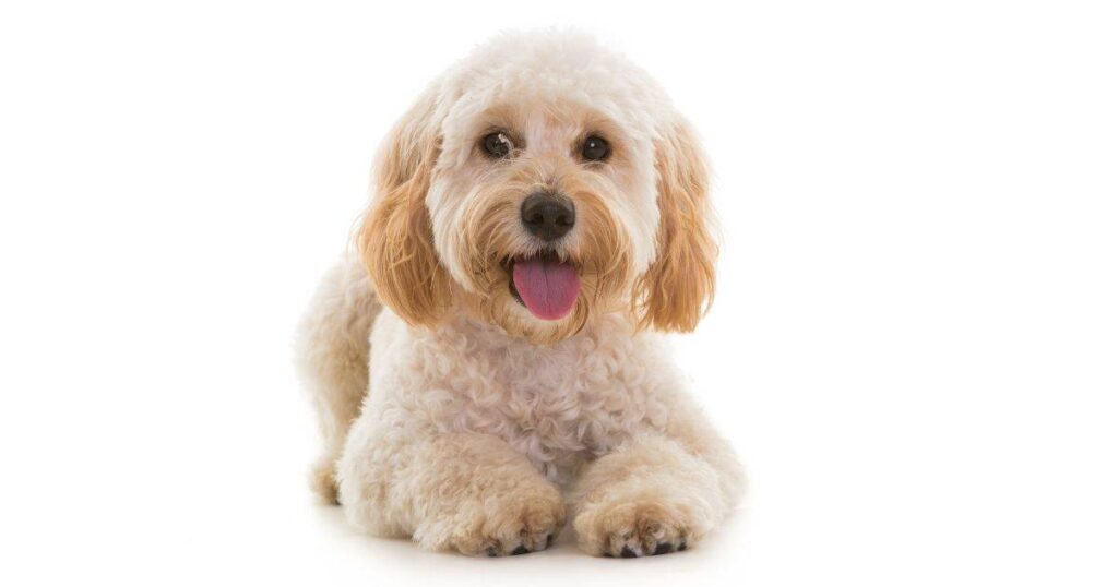 spoodle 
