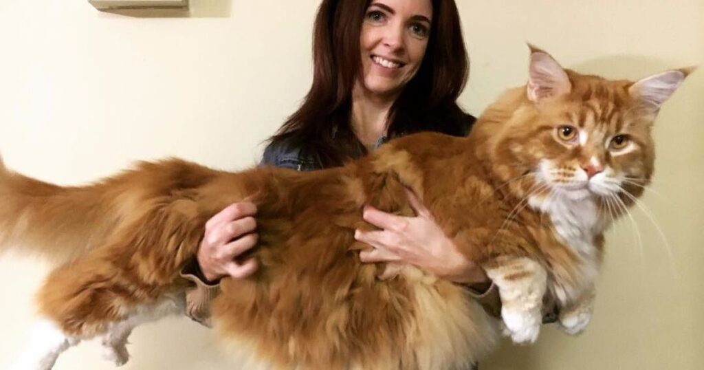 maine coon size