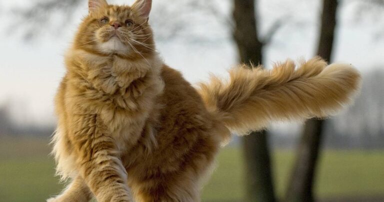 maine coon