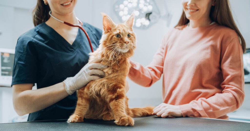 maine coon longevity