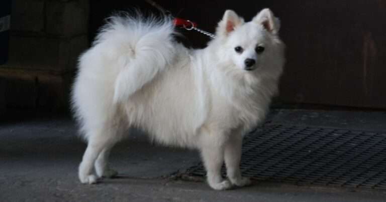 can dogs see in the dark?