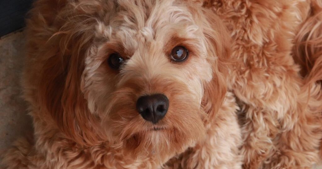 spoodle