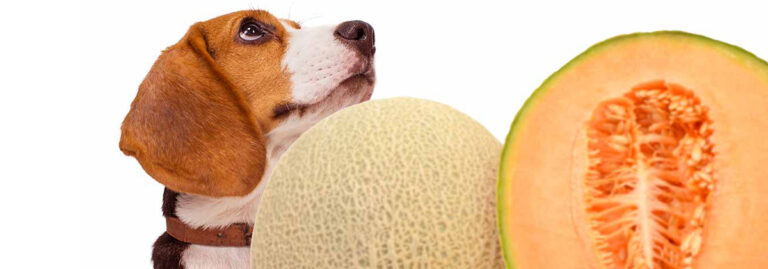 can dogs eat rockmelon