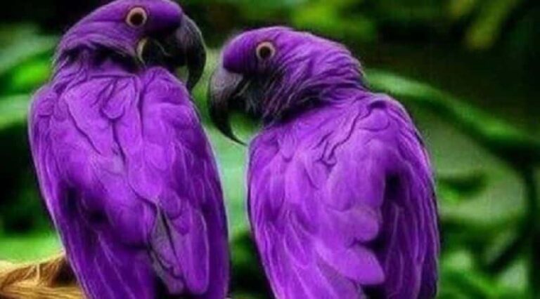 purple parrot