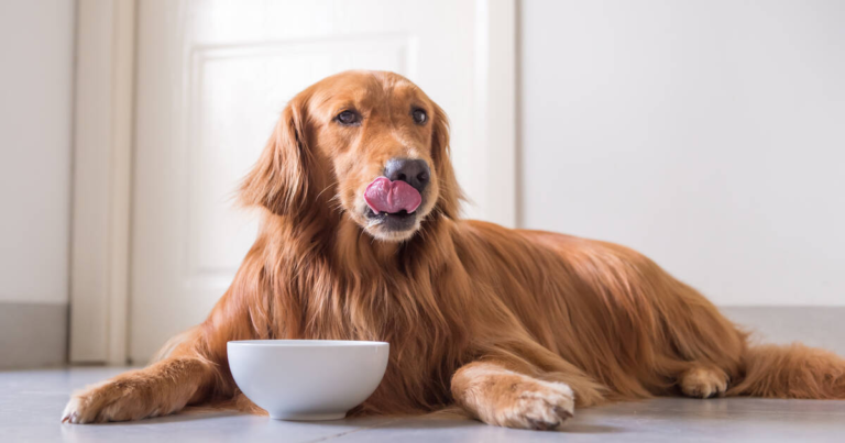 can dogs eat dates
