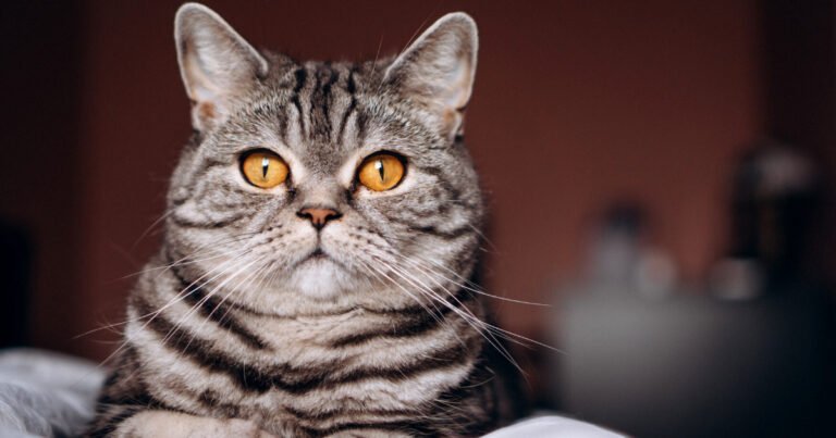 American Shorthair