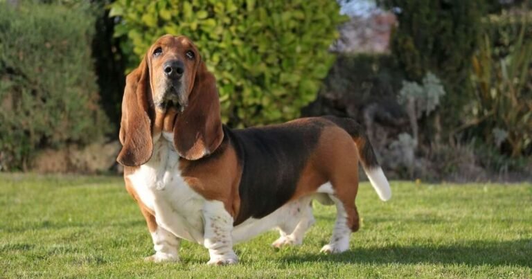 facts about dogs