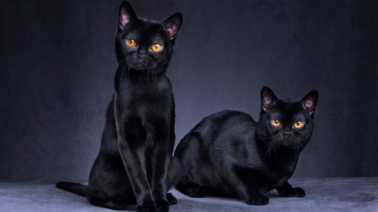 bombay cats