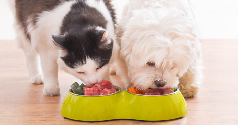 can dogs and cats eat raw chicken