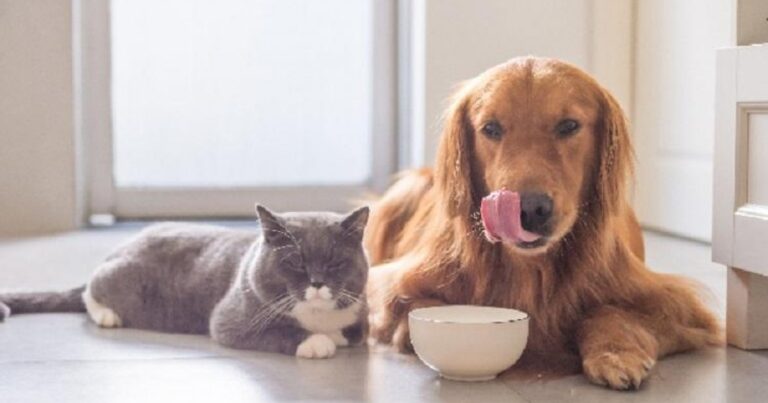 can dogs eat cat food