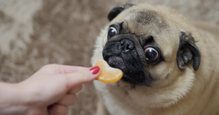 can dogs eat mandarin