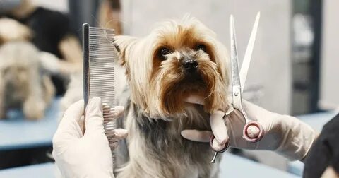 Pet Grooming Tips