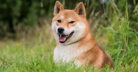 shiba inu dog cost