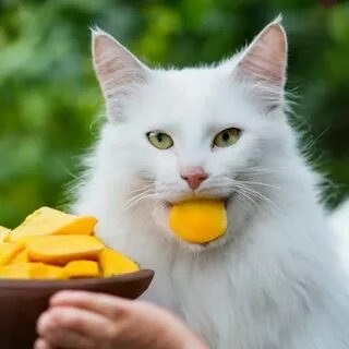 Can Cats Eat Mango?