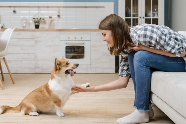 Dog to Sit