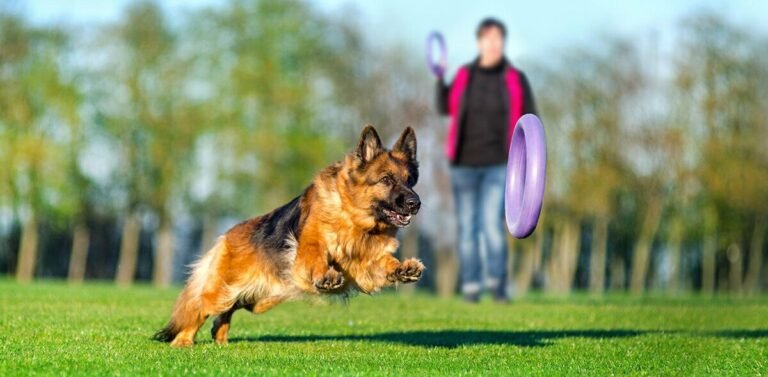 Dog Train