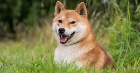 shiba inu dog cost