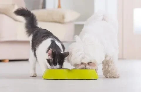 Can Dogs Eat Cat Food?